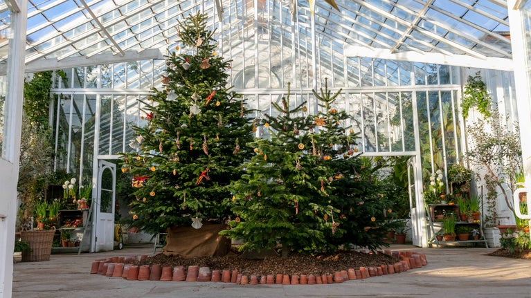 3 Christmas trees standing together in the glasshouse on a bright sunny day